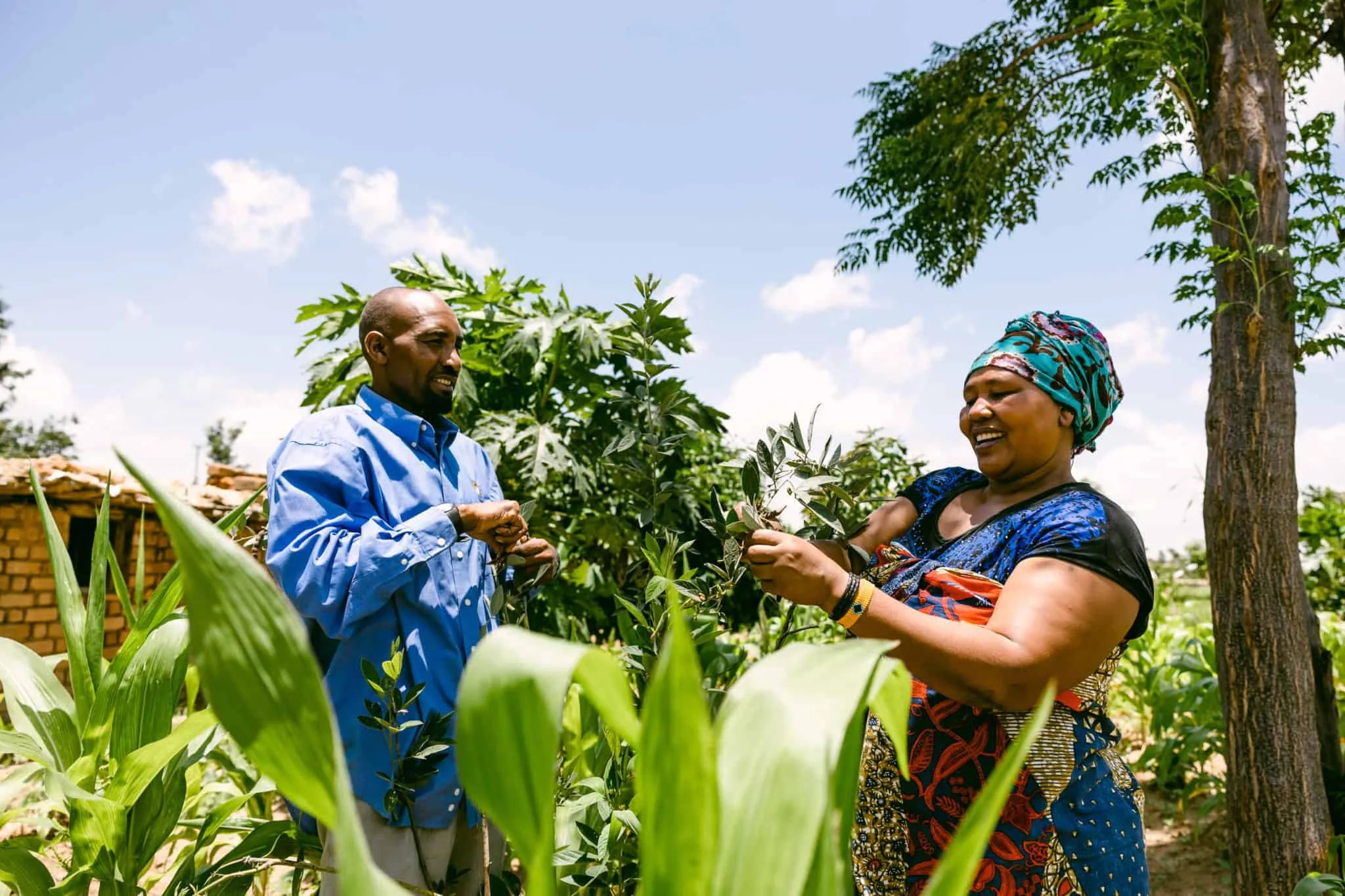 Easwes Tree Planting Program 2.webp
